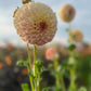 Dahlia 'Coorabell Astrid'