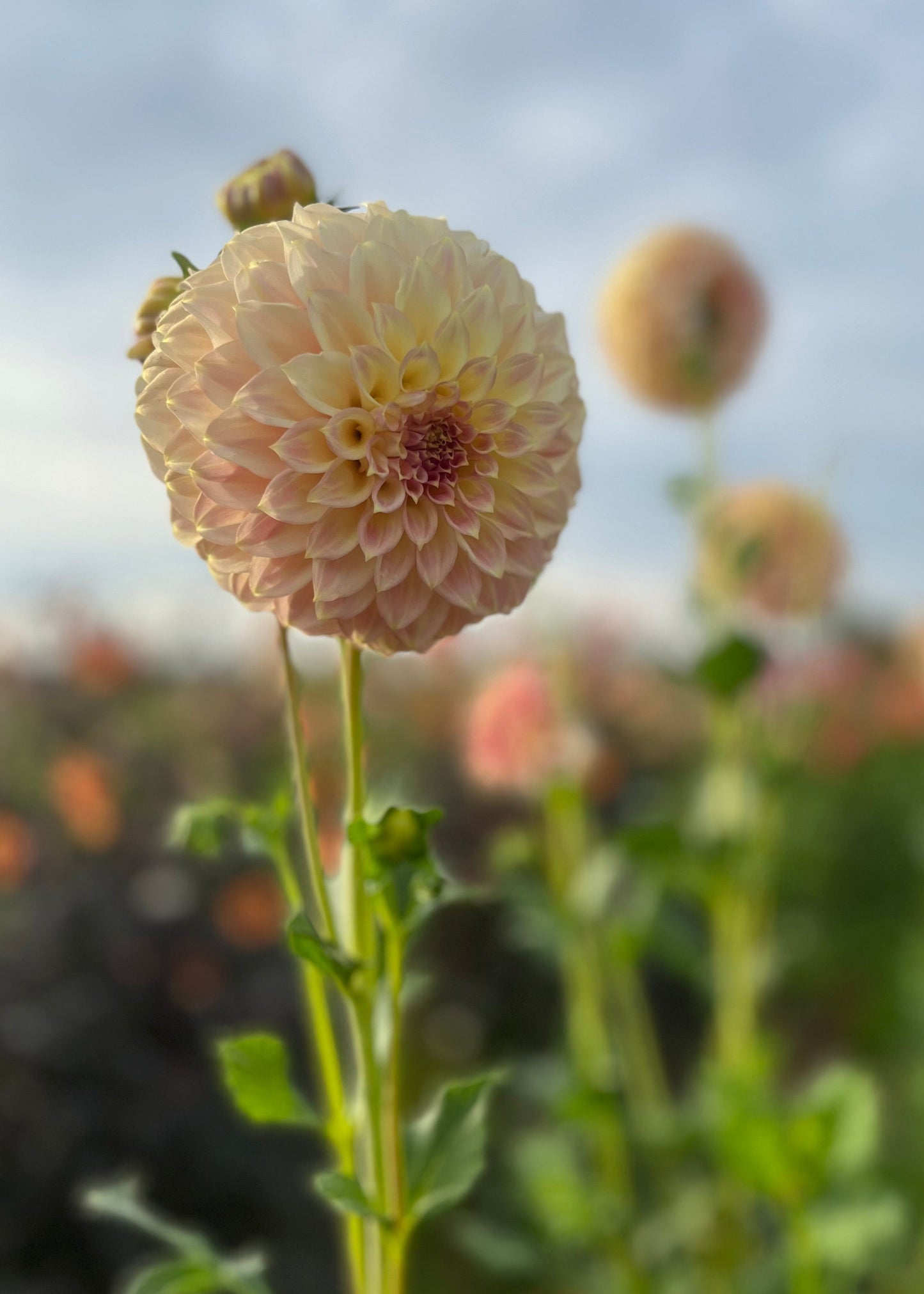 Dahlia 'Coorabell Astrid'