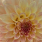 Dahlia 'Coorabell Astrid'