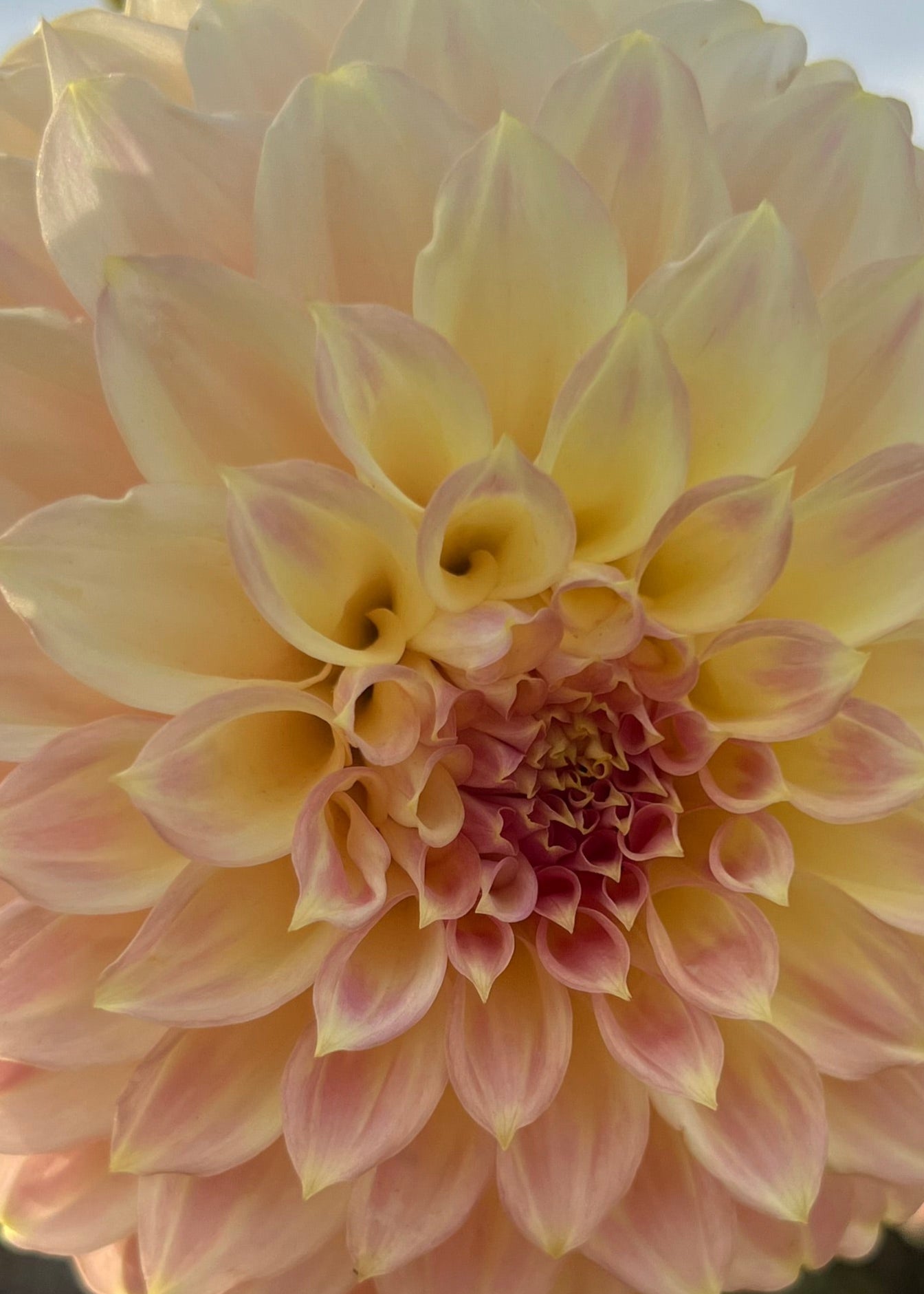 Dahlia 'Coorabell Astrid'