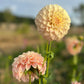 Dahlia 'Coorabell Astrid'