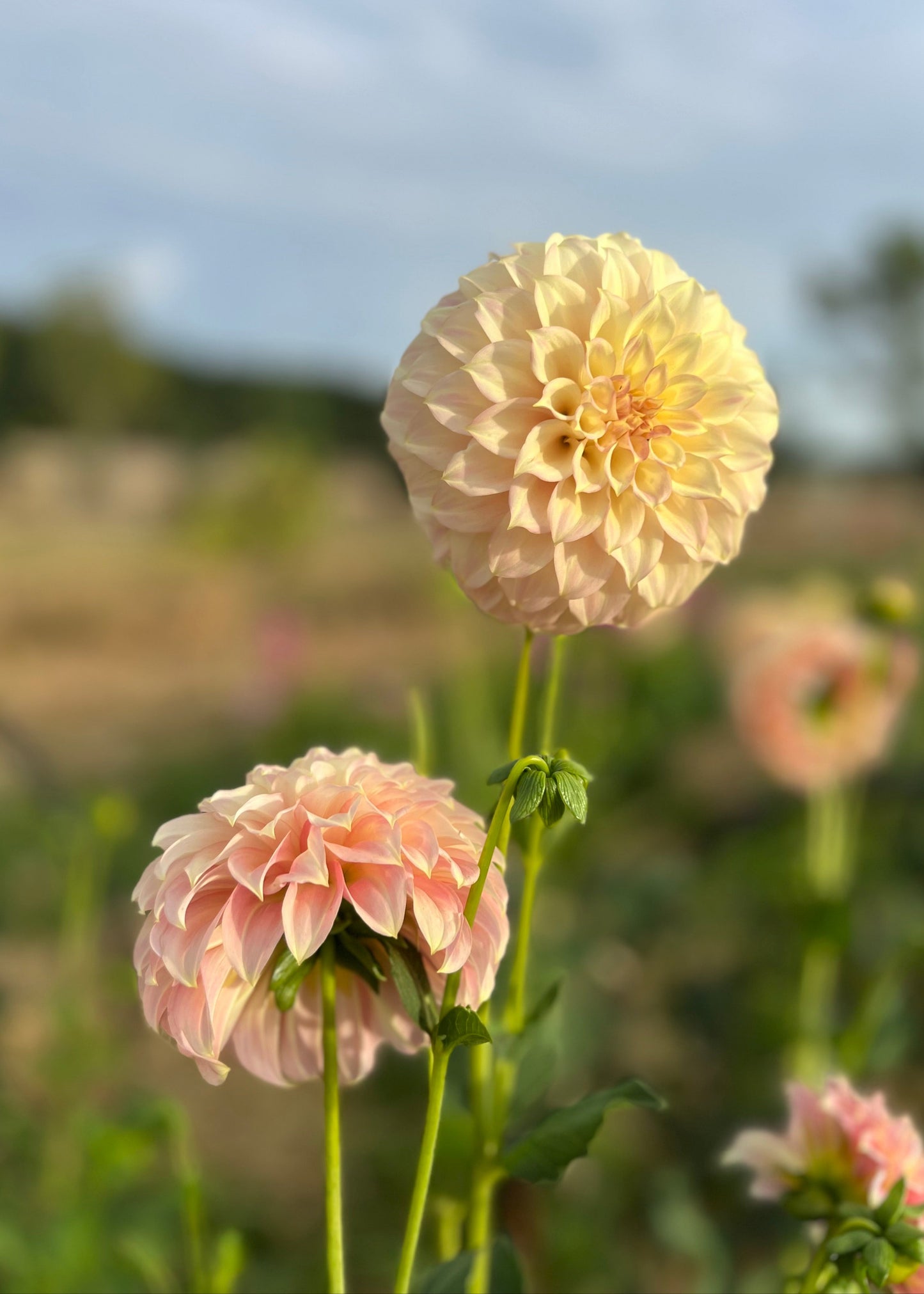 Dahlia 'Coorabell Astrid'