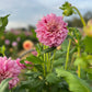 Dahlia 'Sultan'