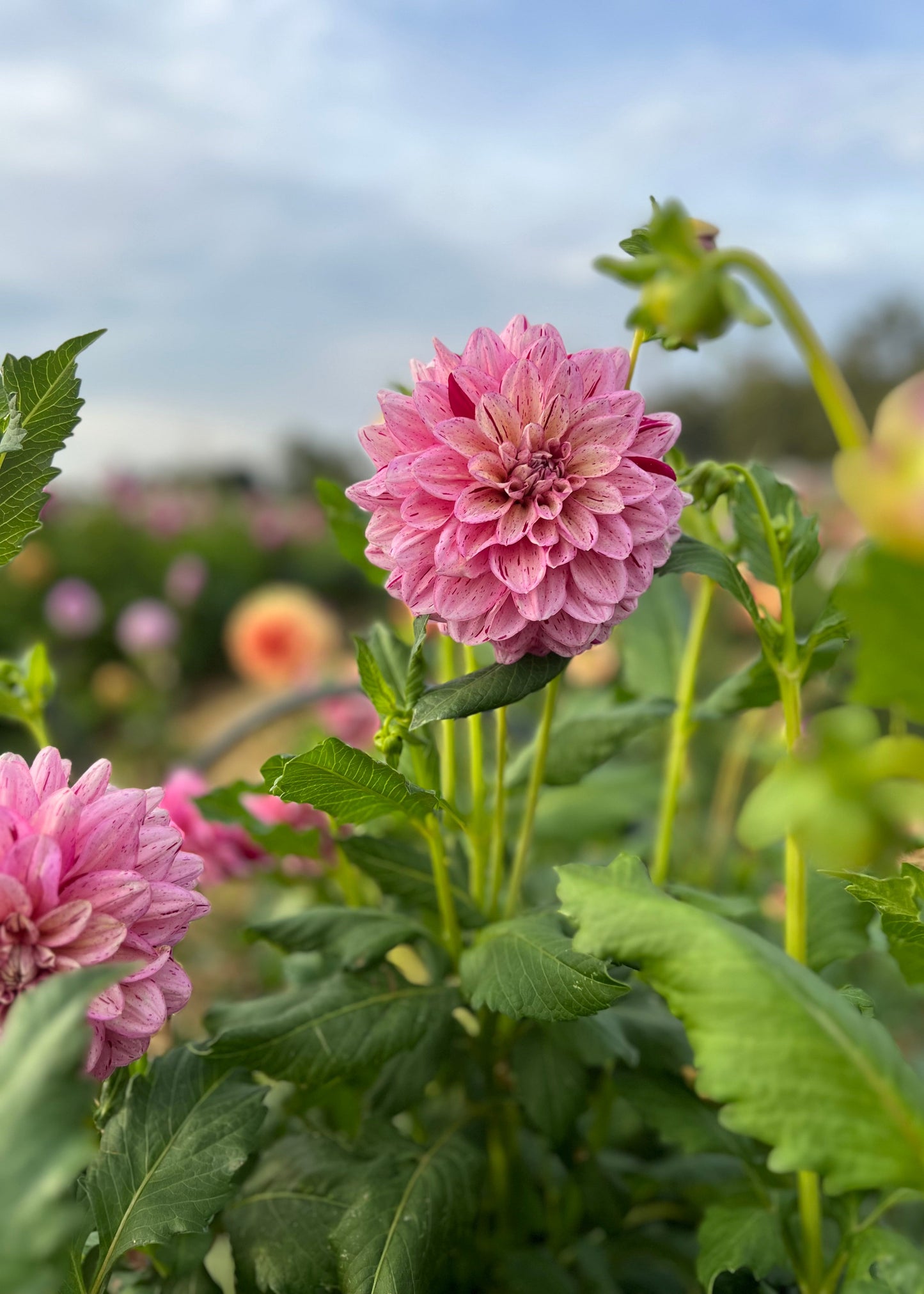 Dahlia 'Sultan'