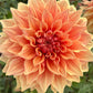 Farmgate Bunches ~ Giant Decorative Dahlias