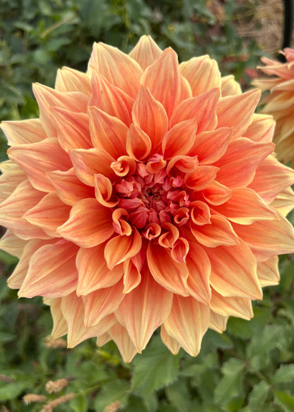 Farmgate Bunches ~ Giant Decorative Dahlias
