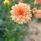 Dahlia 'Old Gold'