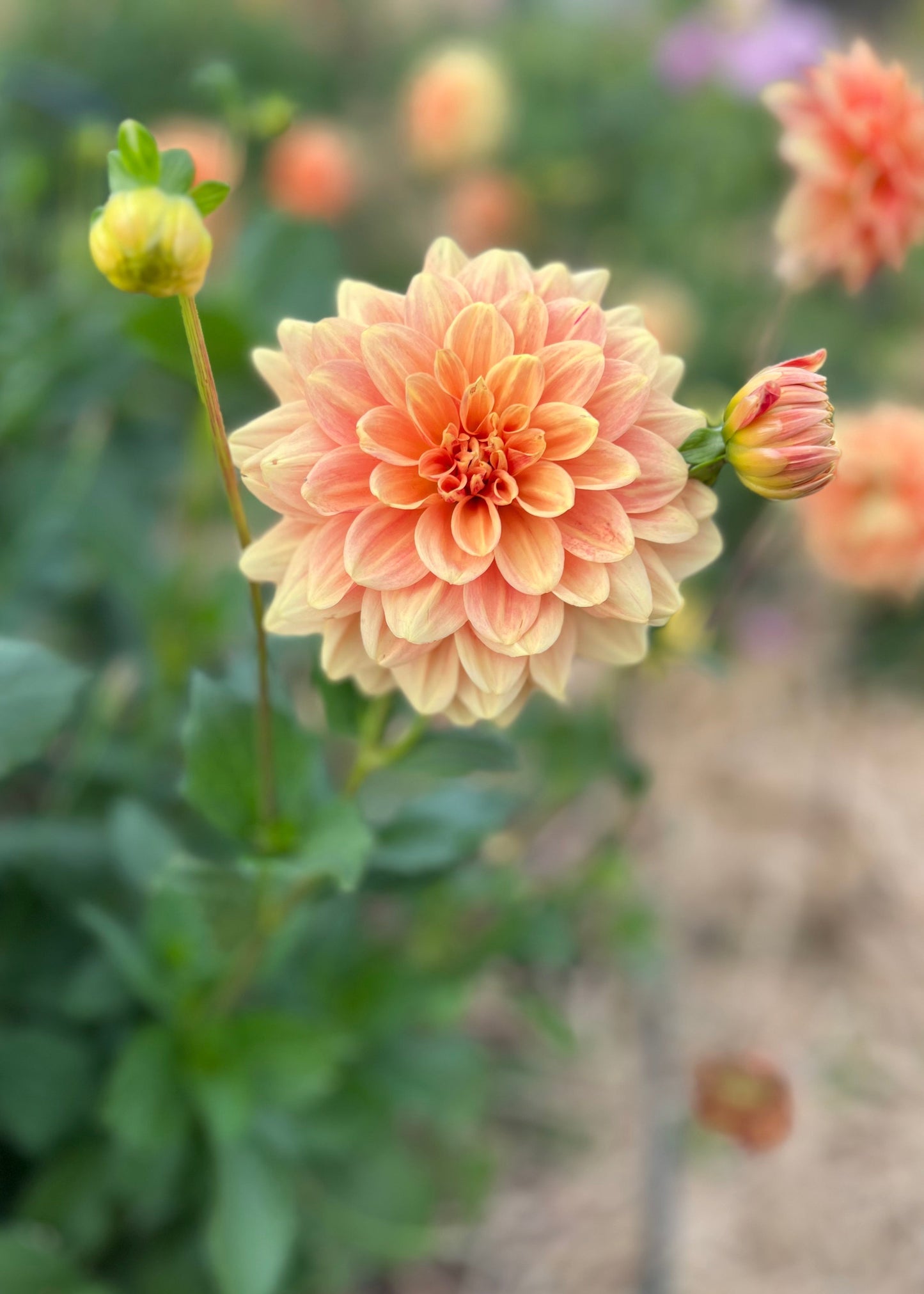 Dahlia 'Old Gold'