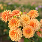 Dahlia 'Old Gold'