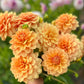 Farmgate Bunches ~ Small Decorative Dahlias