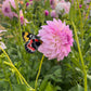 Dahlia 'Hillview Gem'