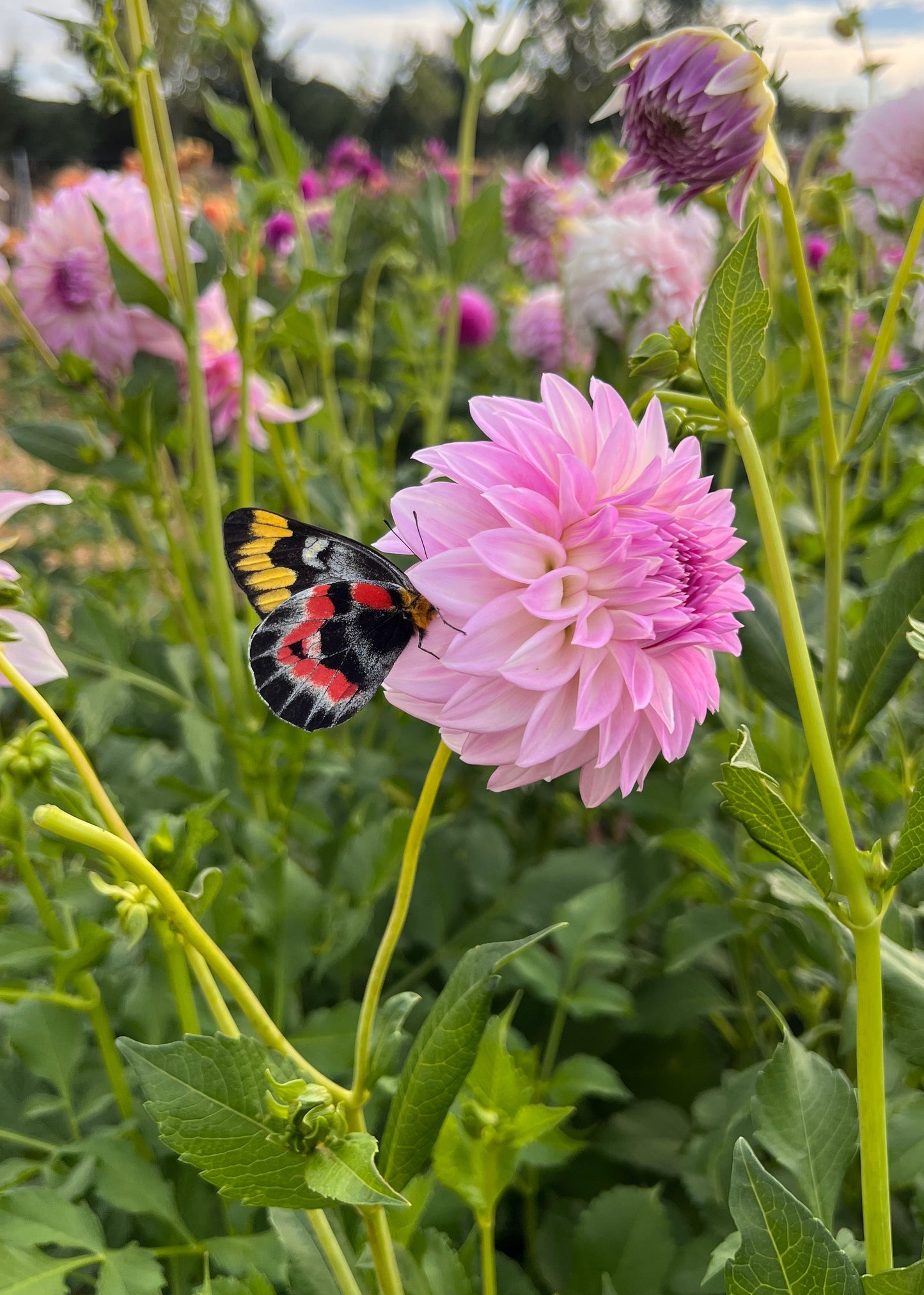 Dahlia 'Hillview Gem'