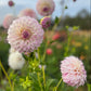 Dahlia 'Hillview Gem'