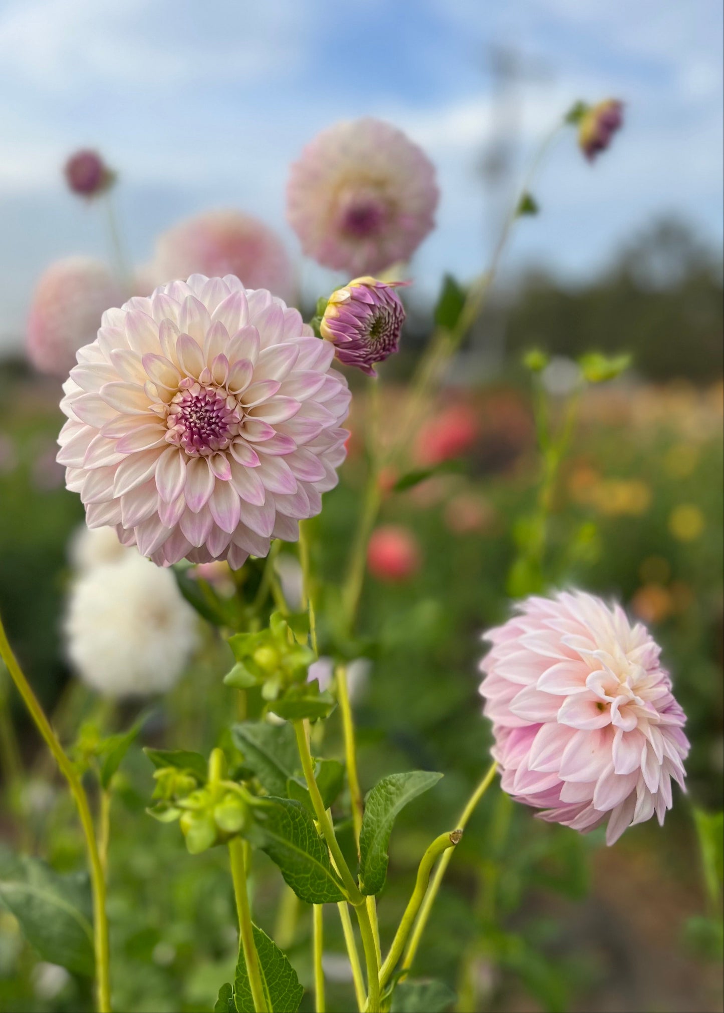Dahlia 'Hillview Gem'