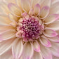 Dahlia 'Hillview Gem'