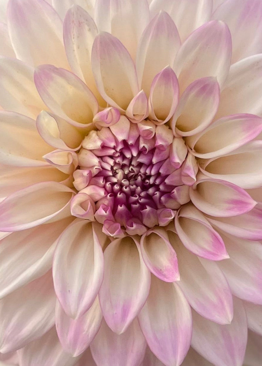 Dahlia 'Hillview Gem'