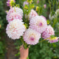 Dahlia 'Hillview Gem'