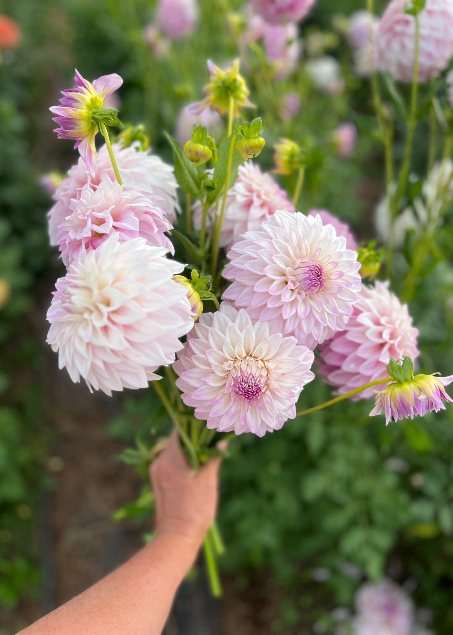 Dahlia 'Hillview Gem'