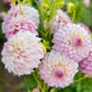 Farmgate Bunches ~ Small Decorative Dahlias