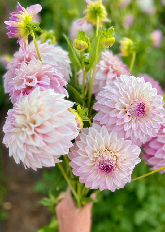 Farmgate Bunches ~ Small Decorative Dahlias