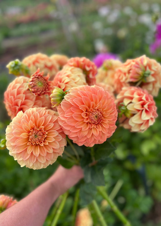 Dahlia Tuber Garden Bundle  |  Dahlia 'Bracken Palomino'