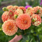 Farmgate Bunches ~ Miniature Decorative Dahlias
