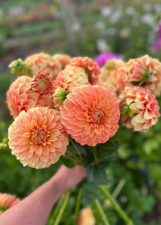 Farmgate Bunches ~ Miniature Decorative Dahlias