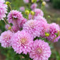 Dahlia 'Lavender Lady'