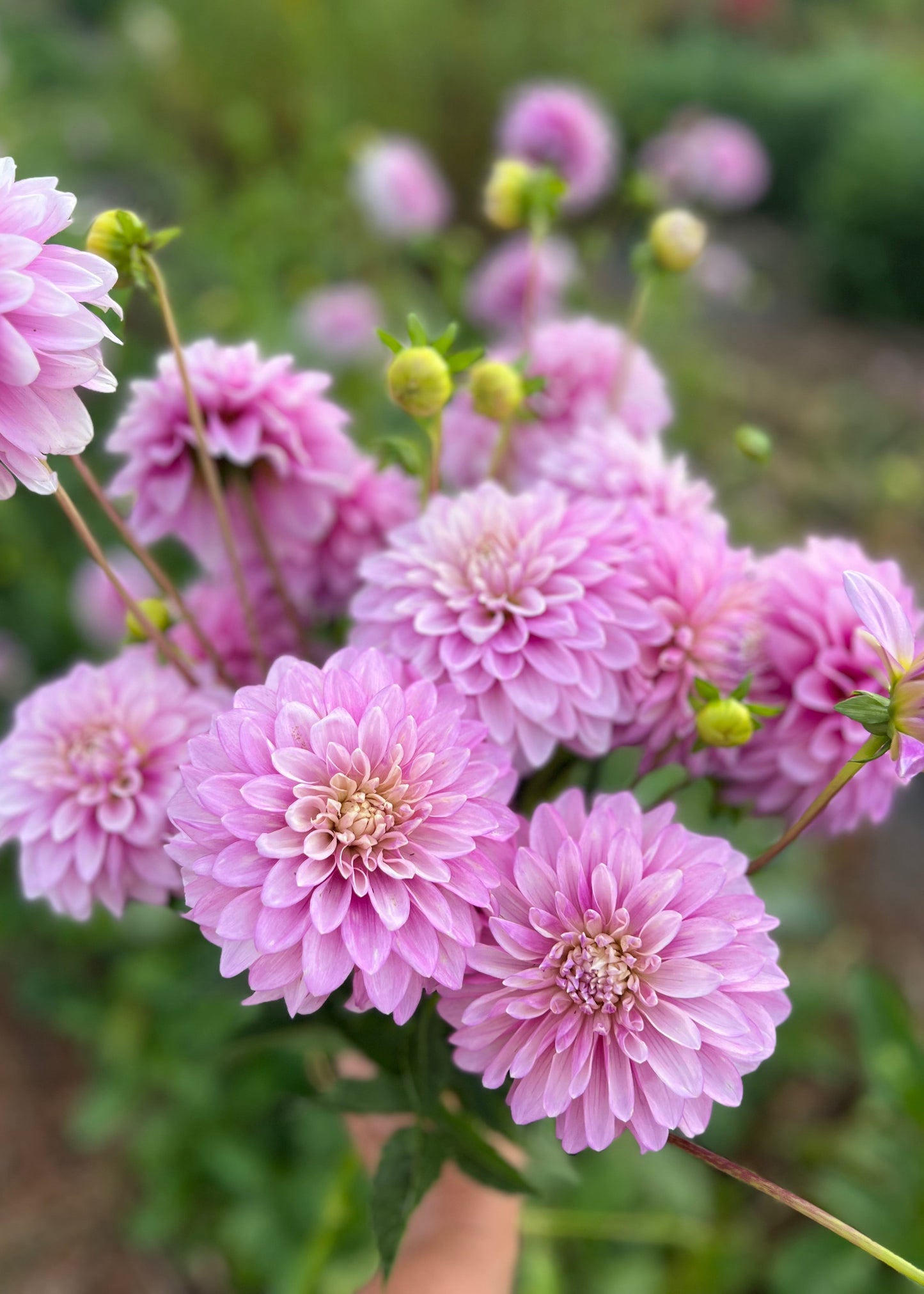Dahlia 'Lavender Lady'