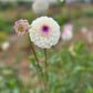 Ball Dahlia Tubers. An creamy ball dahlia with purple centre. Front View.