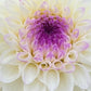 Close up of Eveline ~ a creamy ball dahlia with purple centre. 