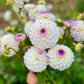 Farmgate Bunches ~ Ball Dahlias