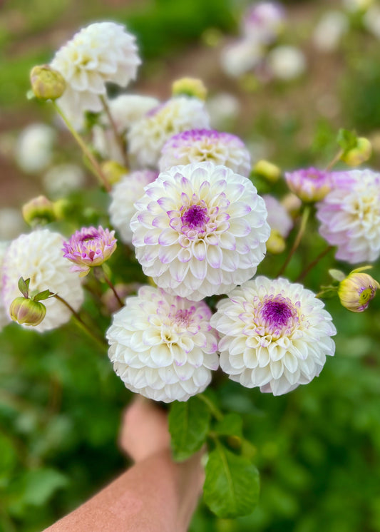 Farmgate Bunches ~ Ball Dahlias