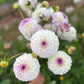 Dahlia Tubers Eveline ~ a creamy ball dahlia with purple centre. 