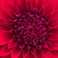 Dahlia 'Formby Rouge'