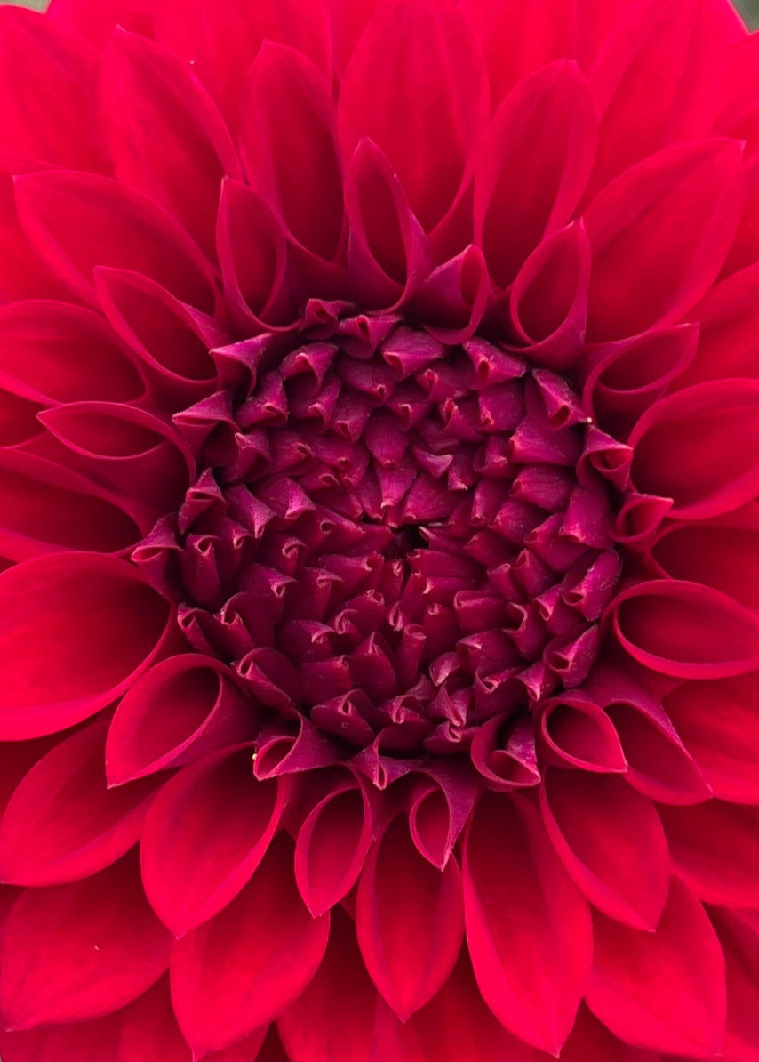 Dahlia 'Formby Rouge'