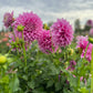 Dahlia 'Veras Elma'