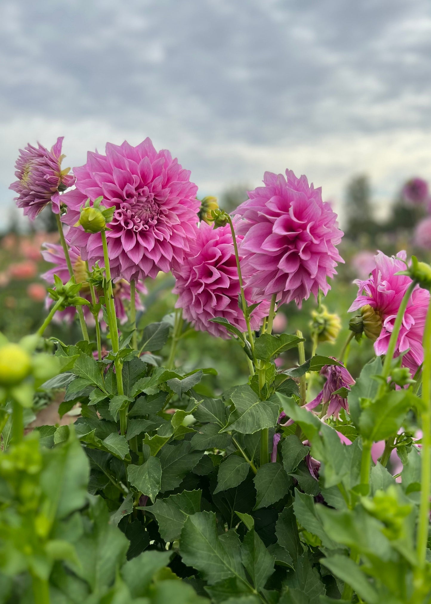 Dahlia 'Veras Elma'