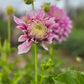 Dahlia 'Veras Elma'