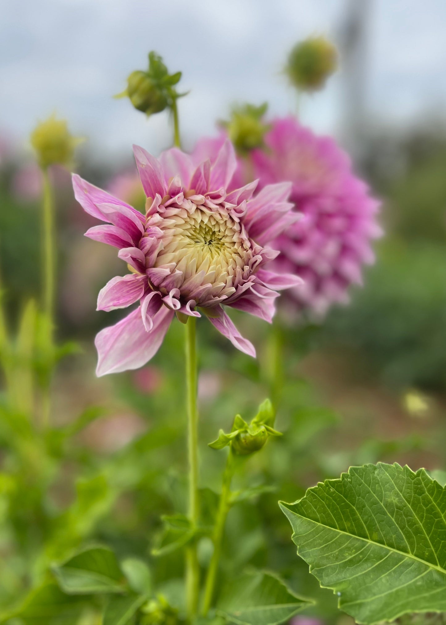 Dahlia 'Veras Elma'
