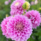 Farmgate Bunches ~ Large Decorative Dahlias