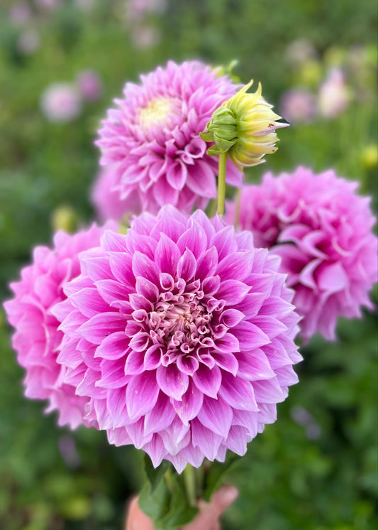 Farmgate Bunches ~ Large Decorative Dahlias