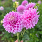 Dahlia 'Veras Elma'