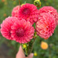 Farmgate Bunches ~ Small Decorative Dahlias