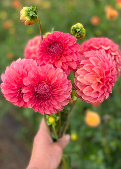 Farmgate Bunches ~ Small Decorative Dahlias