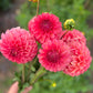Dahlia 'Devon Opaline'