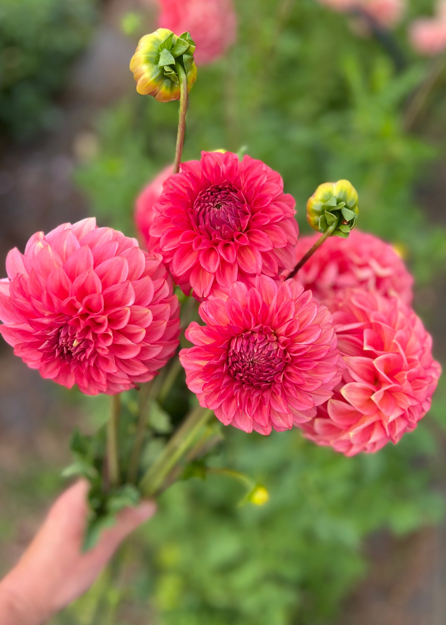 Dahlia 'Devon Opaline'