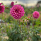 Dahlia 'Belle'