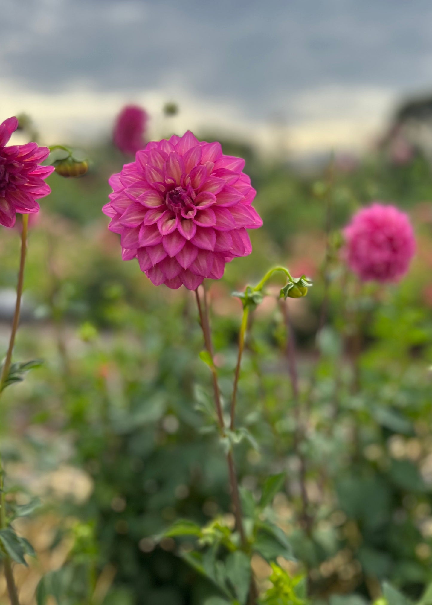 Dahlia 'Belle'