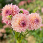 Farmgate Bunches ~ Medium Decorative Dahlias